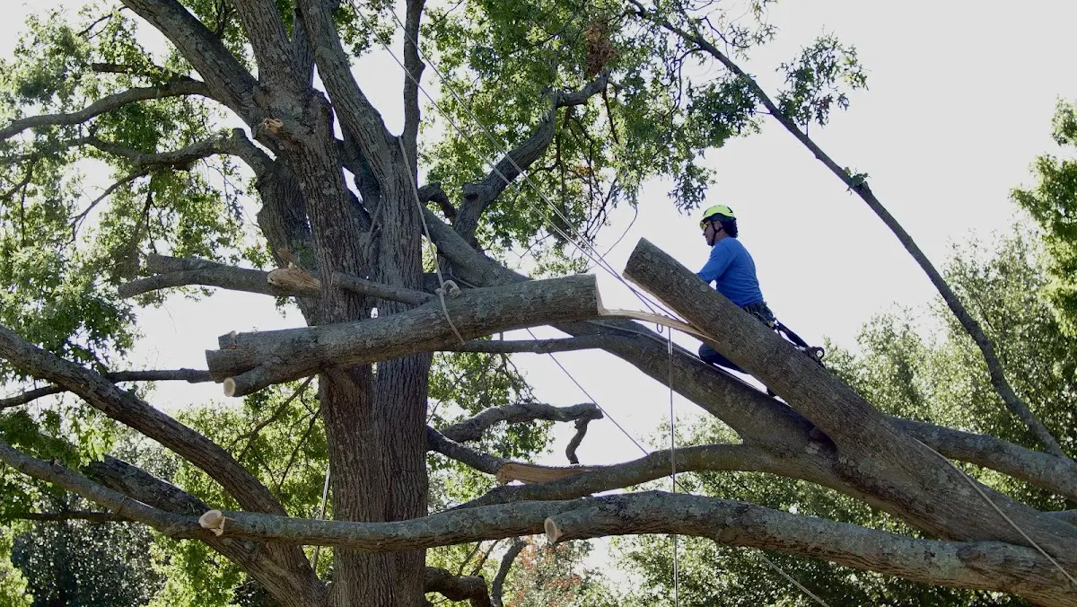 Professional Hazardous Tree Removal performed by certified arborists in Clayton Lake