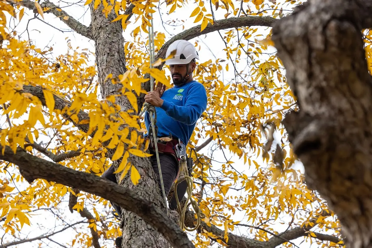 Skilled Tree Pruning crew working in Clayton Lake